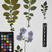 CIP 761845_OCH 13856_03.jpg