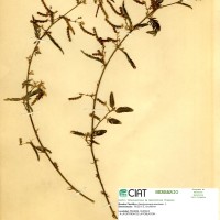 7026 herbarium