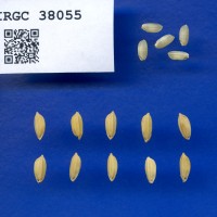 IRGC 38055 Seed Photo