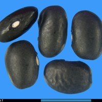 G1861 seed.jpg
