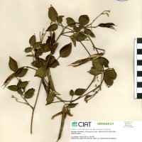 15166 herbarium