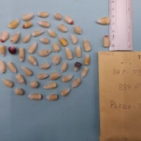 CIMMYTMA 7561 - Reference inventory.jpg