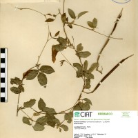 15526 herbarium