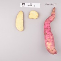 CIP 400006 (root).jpg