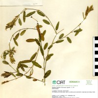 21147 herbarium
