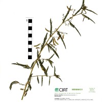 18313 herbarium