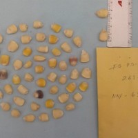 CIMMYTMA 18886 - Reference Inventory.jpg