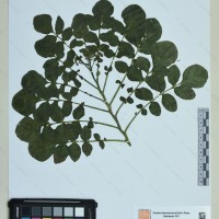 CIP 760862 herbarium