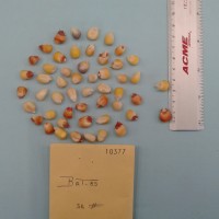 CIMMYTMA 10377 - Reference Inventory.jpg