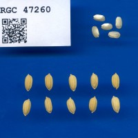 IRGC 47260 Seed Photo