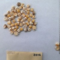 CIMMYTMA 2086 - Reference Inventory.jpg