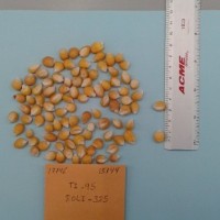 CIMMYTMA 17146 - Reference Inventory.jpg