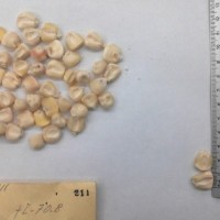 CIMMYTMA 211 - Reference Inventory.jpg