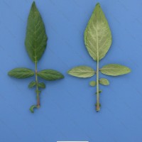 CIP 760953 Leaf