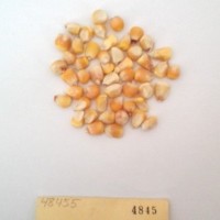 CIMMYTMA 4845 - Reference Inventory.jpg