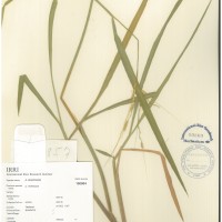 IRGC 100904 Herbarium