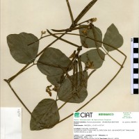 17286 herbarium