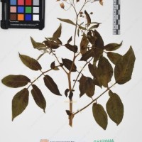 CIP 761397_OCH 12018_01.jpg