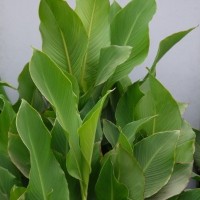 CIP 206004 (plant).jpg