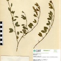 7465 herbarium