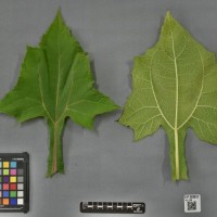 CIP 205023 (leaf).jpg