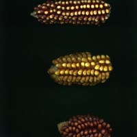 CIMMYTMA 23784 APUC. 237 TC22U-2903-38 E1.jpg