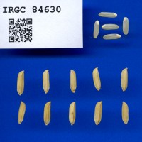 IRGC 84630 Seed Photo