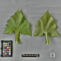 CIP 205033 (leaf).jpg