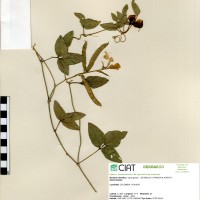 4016 herbarium
