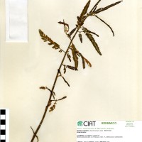 21300 herbarium