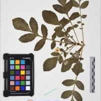 CIP 761429_OCHS 12062_07.jpg