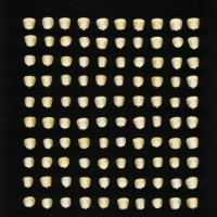 CIMMYTMA 7038 NAYA 161 PV22A-1903-183 K3520 _compress.jpg