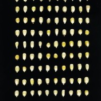 CIMMYTMA 7739 PUEB 530 BA24U-2903-174 K.jpg