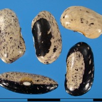 G51060D seed.jpg