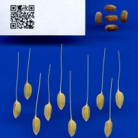 IRGC 110364 Seed Photo