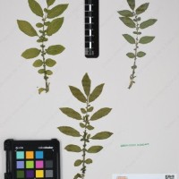 CIP 762631_OCHS 12596_12.jpg