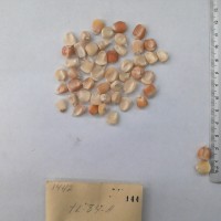 CIMMYTMA 144 - Reference Inventory.jpg