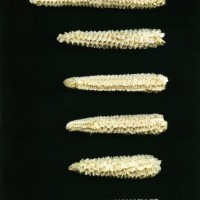 CIMMYTMA 10268 ECUA TC24U-2903-126 C.jpg