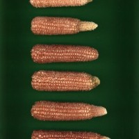 CIMMYTMA 437 SNLP 22 PV22A-1903-131 C2350 _compress.jpg