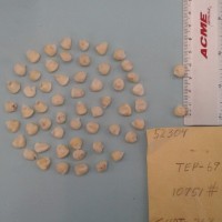 CIMMYTMA 5230 - Reference Inventory.jpg