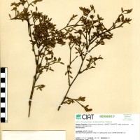 2733 herbarium