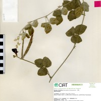 24180 herbarium