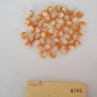 CIMMYTMA 4265 - Reference Inventory.jpg