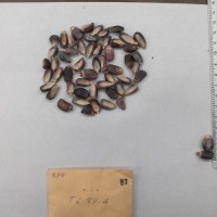 CIMMYTMA 87 - Reference Inventory.jpg