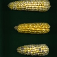 CIMMYTMA 10377 APUC 196 TC17U-2903-90 E.jpg