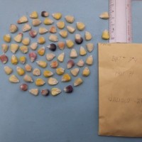 CIMMYTMA 7984 - Reference inventory.jpg