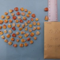 CIMMYTMA 7448 - Reference inventory.jpg