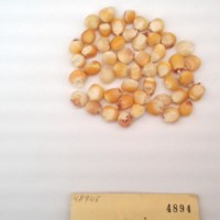 CIMMYTMA 4894 - Reference Inventory.jpg