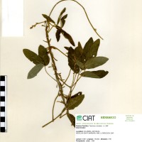 9887 herbarium