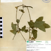 17324 herbarium